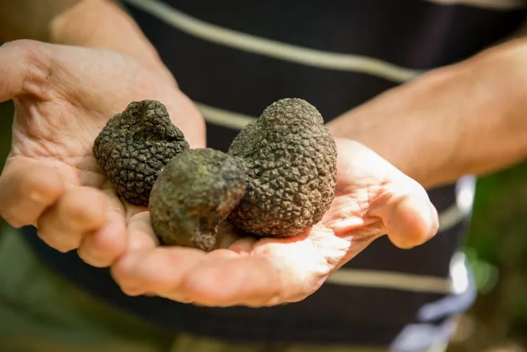 Freshly dug truffles in Tuscany, Italy.